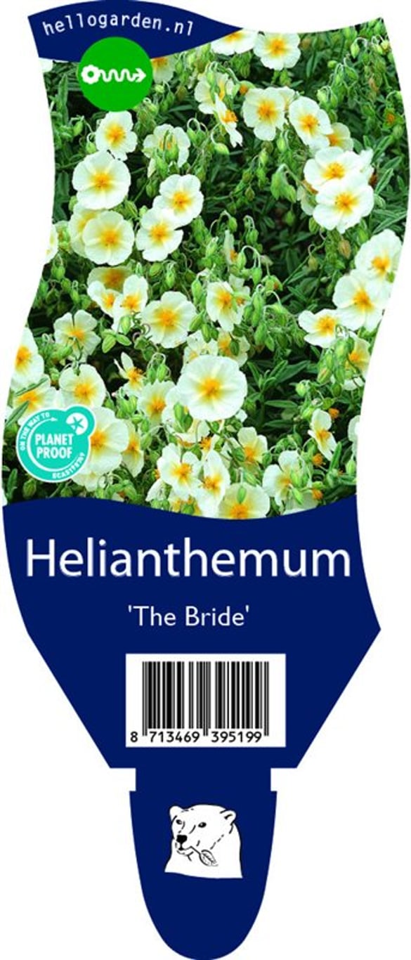 Helianthemum 'The Bride' - P11